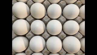 अंडे ब्रायलर का थोक रेट   Murga mandi rates  Egg rates Indian Poultry  2162017 [upl. by Gerhardine]