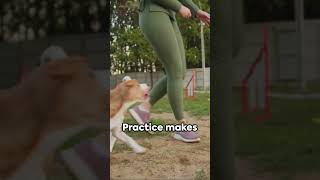 Dog Ignoring Your Recall 🐕 Here is How to Correct It recalltraining dogtraining101 shorts [upl. by Dogs]