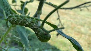 Spotting Tomato Worms Tomato Hornworm [upl. by Neelhtakyram]