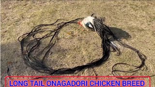 long tail onagadori rooster  onagadori chicken breed  long tail chicken [upl. by Deevan]