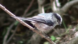 Mito común Aegithalos caudatus Longtailed Tit [upl. by Ilecara516]