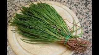 Agretti [upl. by Morton]