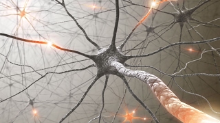 Rewiring the Brain The Promise and Peril of Neuroplasticity [upl. by Azal22]