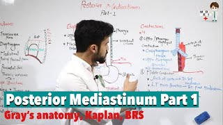 Posterior Mediastinum Part 1 منصف خلفی بخش اول Anatomy 63 [upl. by Hanavas]