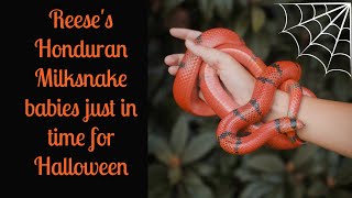 Baby quotHalloweenquot Honduran Milksnakes [upl. by Quinby225]