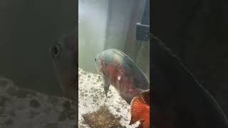 Fishroom tour oscars pleco bichirs polar blue parrots clown loaches and snails [upl. by Assil]