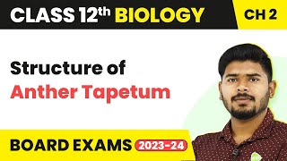 Structure of Anther Tapetum  Sexual Reproduction in Flowering Plants  Class 12 Biology 202223 [upl. by Nesta]