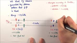 AS Biology  Tissue fluid formation OCR A Chapter 83 [upl. by Heimlich]