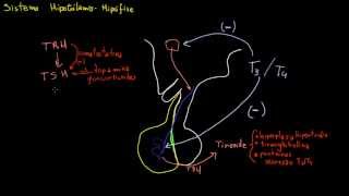 Introdução ao Sistema HipófiseHipotálamo e Liberação de TRH e TSH [upl. by Andel]