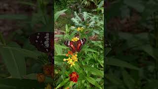 Mariposa Anartia amathea alimentándose de flores de Asclepia curassavica butterfly [upl. by Nibla]