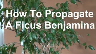 How to take Ficus Benjamina cuttings Propagate A Ficus Benjamina propagation [upl. by Nilson]