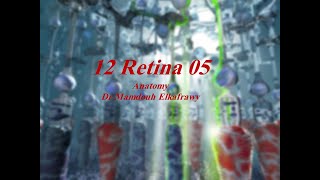 12 Retina part5 الكفراوي أناتومى Elkafrawy Anatomy Basics [upl. by Amandy]