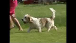 Petit Basset Griffon Vendeen  AKC Dog Breed Series [upl. by Bate95]