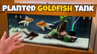 StepbyStep PLANTED GOLDFISH TANK setup [upl. by Banna]