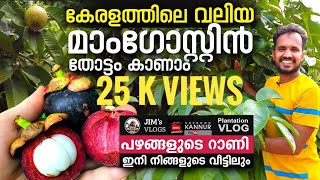 Mangosteen Plantation മാംഗോസ്റ്റിൻ ഇനി നിങ്ങളുടെ വീട്ടിലുംmangosteen farm in KannurQueen of fruits [upl. by Evetta]