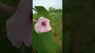 Ipomoea carnea the pink morning glory FamilyConvolvulaceae botanyworld wildlife [upl. by Karli]