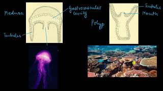 Phylum Cnidaria  Animal kingdom  Biology  Khan Academy [upl. by Doria]