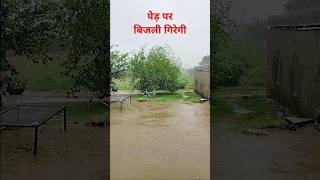 अचानक बिजली गिरी पेड़ पर viralvideo [upl. by Darla]