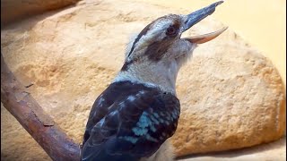 Kookaburra Bird laughing Lachender Hans lacht [upl. by Lehcsreh]