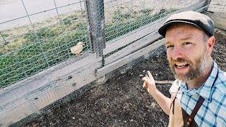 I May Have Found A Way to Keep tiny Chicks In  MEGA VLOG [upl. by Ernestine]