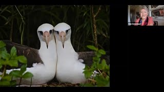 Laysan Albatross Their Style and Story with Hob Osterlund [upl. by Dreddy]