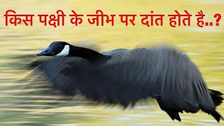 किस पक्षी के जीभ पर दाँत होते है।।Geese Teeth Are Insane And Amazing😱😱 shorts vikasfact [upl. by Aldus]