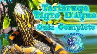 Tartaruga Tigre Dágua  Trachemys Dorbigni  Guia Completo [upl. by Longawa]