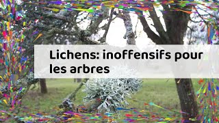 Lichens inoffensifs pour les arbres [upl. by Georgia]