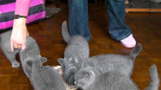 12 week old kittens enjoying their dinner [upl. by Seymour]