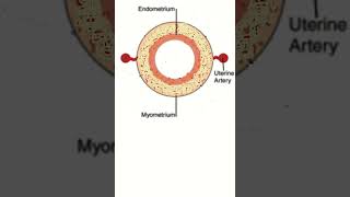 Journey of the Uterine Artery within uterus shorts uterus endometrium [upl. by Ahsinev]