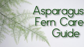 Asparagus Fern Setaceus Plumosa  Lace Fern  Care Guide [upl. by Eckmann]