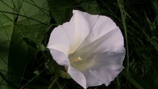 Flowers of the Bindweed Convolvulus arvensis [upl. by Fermin563]