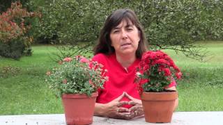 How to Plant Mums in September  Planting amp Caring for Mums [upl. by Albion]