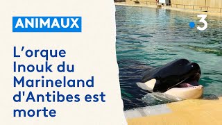 Inouk orque du Marineland dAntibes est morte la deuxième en cinq mois [upl. by Hakeem]