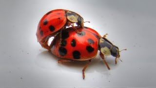 Ladybugs Mating [upl. by Arol]