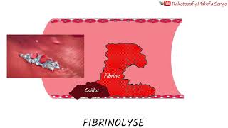 FIBRINOLYSE  REGULATION DE LA COAGULATION [upl. by Veradis]