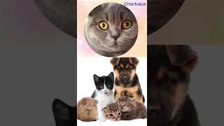 Rare Chartreux Cat Breed  Everything You Need To Know [upl. by Ahsaetal]