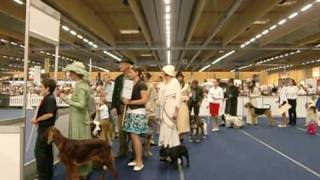 Hundeausstellung Wels 2009 [upl. by Cirilla716]