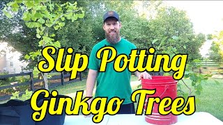 How To Slip Pot Ginkgo Trees in Summer [upl. by Aianat]