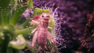 Drosera timelapse 2 [upl. by Bauer305]