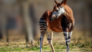 Okapi the worlds most bizarre and unique animal that you may not know about [upl. by Trebreh]