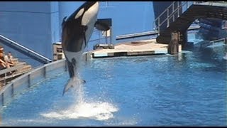 Killer Whale High Jump SeaWorld Orlando One Ocean Sea World Orca Breaching [upl. by Ttimme]