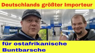 Neues Cichlidenstadel  Deutschlands größter Importeur für Buntbarsche aus Malawi und Tanganjikasee [upl. by Alston]