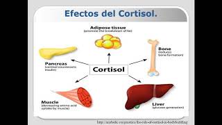 201708  Sindrome de Cushing inducido por tumor secretor de ACTH [upl. by Clyde]