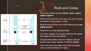 Coordination and Response Part II  igcse prasannalc biology [upl. by Rats]