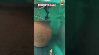 Fighter fish fighter fishtank fishingvideo trending deeksha viralshort trending [upl. by Lauro]