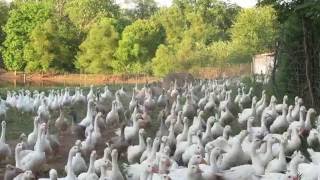 Embden Geese herding [upl. by Anitserp740]