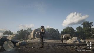 Red Dead Redemption 2  RDR2  DOUBLE CRESTED CORMORANT  LOCATION  ZOOLOGIST 31  SKIN DEEP SPAWN [upl. by Elspet]