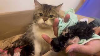 Cat giving birth  cat given birth to 5 kittens  new born kitten care  catsbae cat information [upl. by Llennahc]