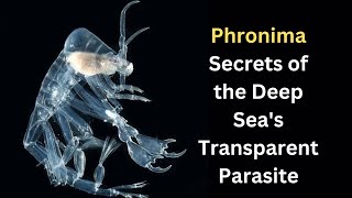 Phronima Secrets of the Deep Seas Transparent Parasite [upl. by Ennaeel]